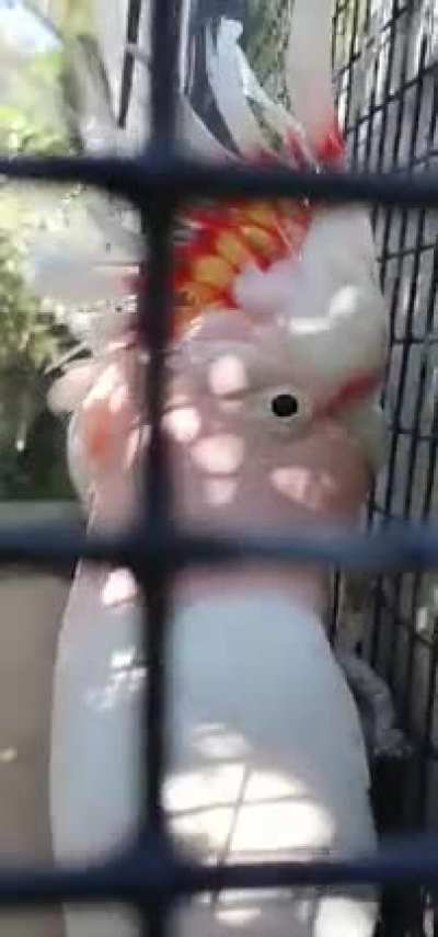 Angy Birb