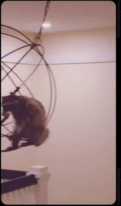Naughty trashpanda! Your name is not Sia and we DON'T swing from chandeliers! 😄