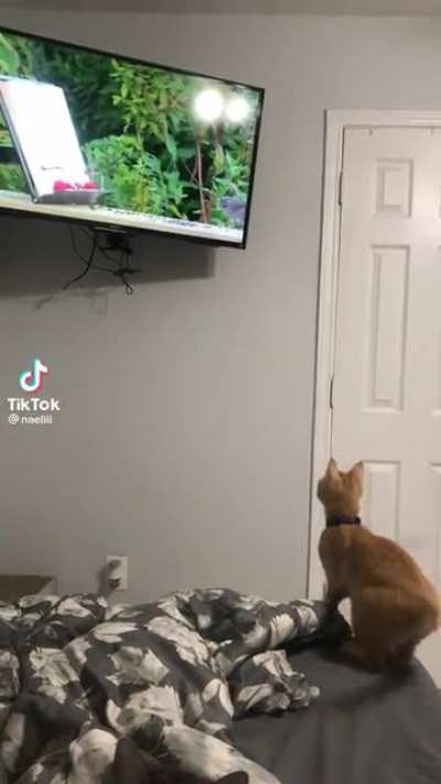 Imma get that bird!