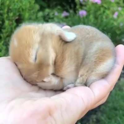 Holland Lops, one of the most popular rabbit breeds, only reach a maximum weight of 4 lb (1.8 kg) and is one of the smallest lop-eared breeds. Holland Lops are known to be muscular and well-toned relative to their compact stature.