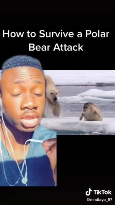 How to survive a polar bear attack