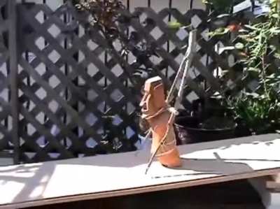 Xd