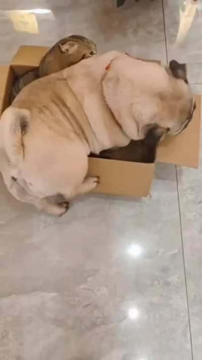 one box for two