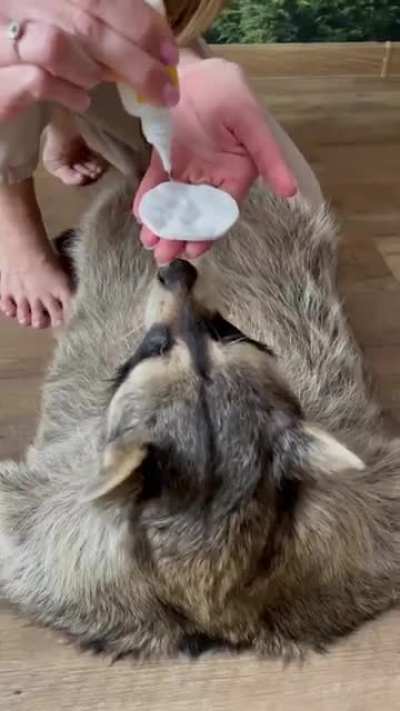 Cleaning the raccoon