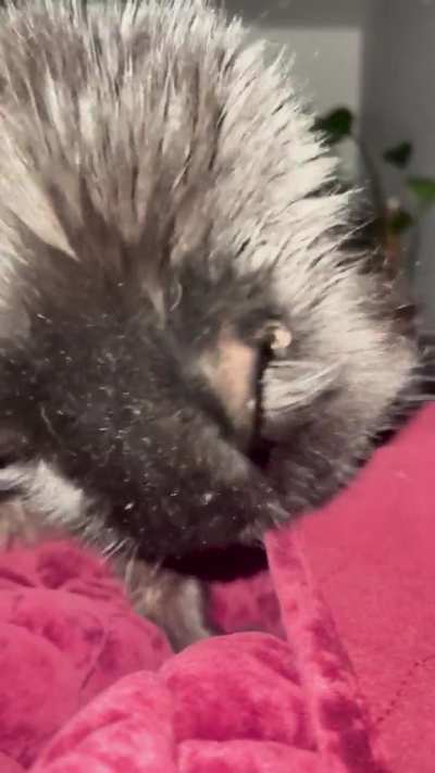Every morning this turd wakes me up like this, today i finally got a video