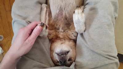 Star (16.5) rolled on her back to get her daily stretches, she's always asleep by the end of it. Gonna miss you, old lady.