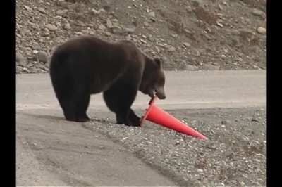 Savage bear on the prowl (discretion advised)