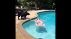 No, doggo, no