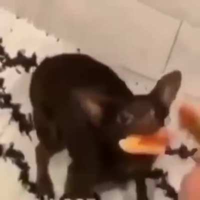 🐶