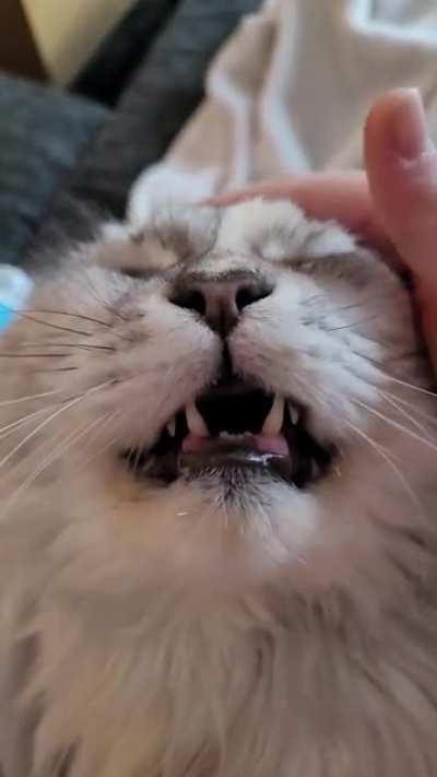 my maine coon enjoying some head rubs 🥰