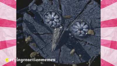 u_cryingreactionmemes