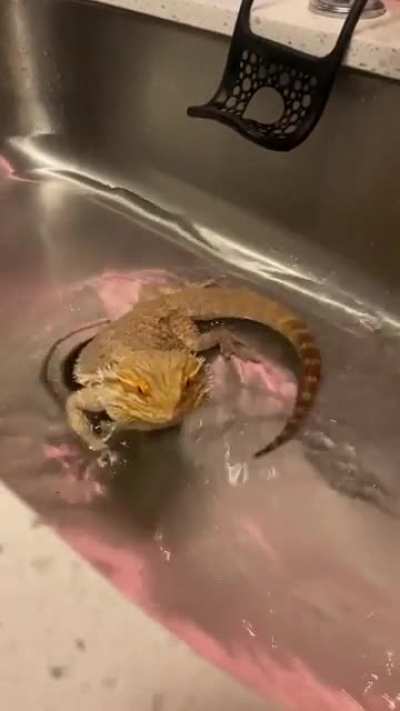 Rogelio has been super lethargic lately and refusing vegetables. His femoral pores are impacted for lack of activity. So we’ve done nightly baths the past week. He was super chipper last night. But I’m a little worried about him ): any advice for veg or a
