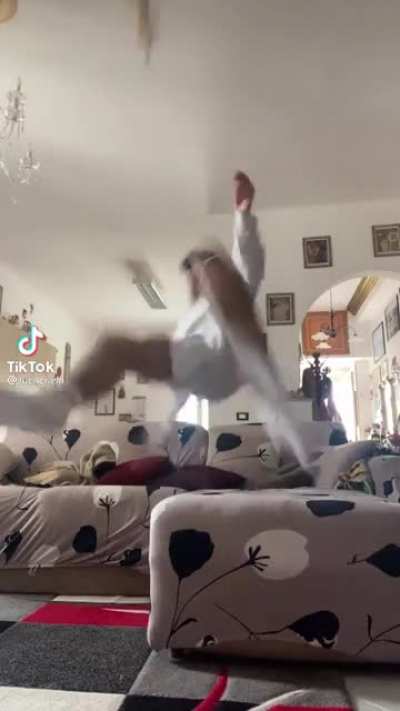 He yeeted that dog