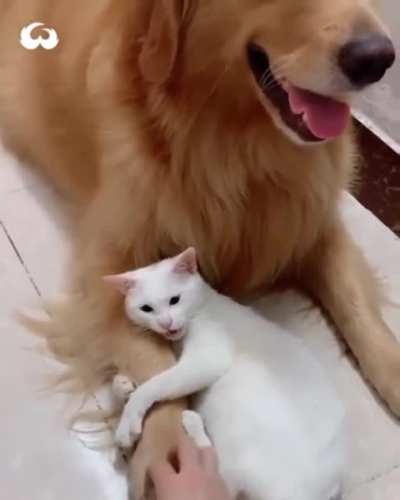 Crouching Doggy, Hidden Tiger