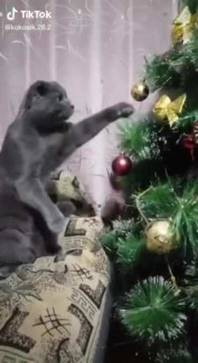 Когда сказал коту, что он - беспо<wbr>лезно<wbr>е созда<wbr>ние