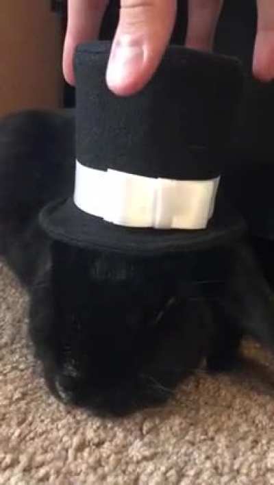 Tried to pull a rabbit out of a hat but the hat was too small...