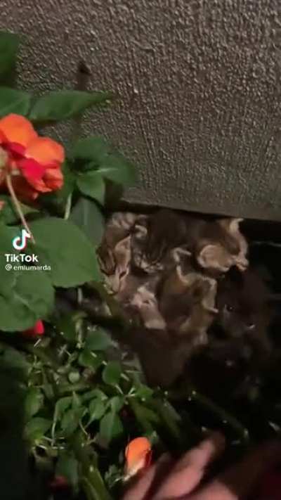 Котики :3