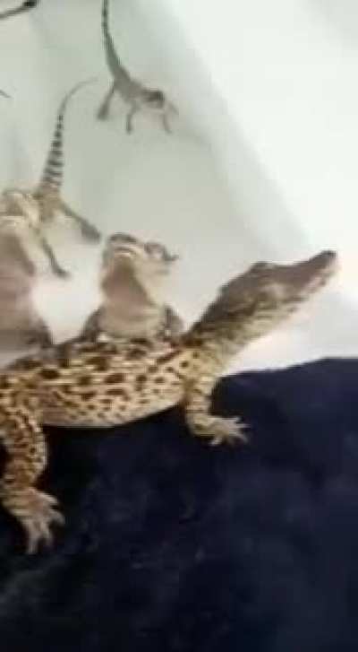The futuristic sounds a group of baby crocs make