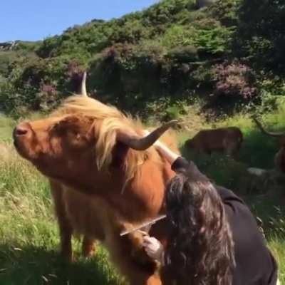 Happy Cow