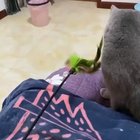 Slow mo slaps