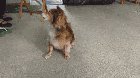 Treat too big!