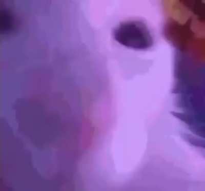 The Wunker 