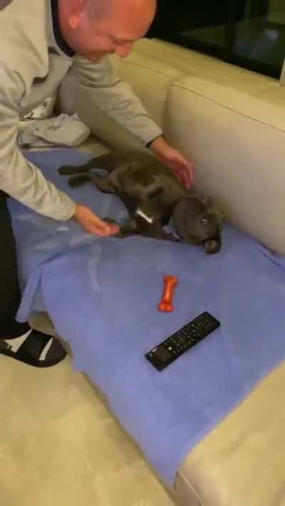 Jeter magically loses all his bones when it’s walk time before bed