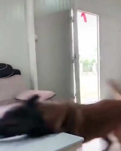 Dog fetching some water.