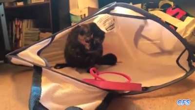 It's a trap!