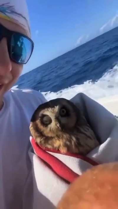 Owl lost at sea, 20 miles out, found and returned to shore