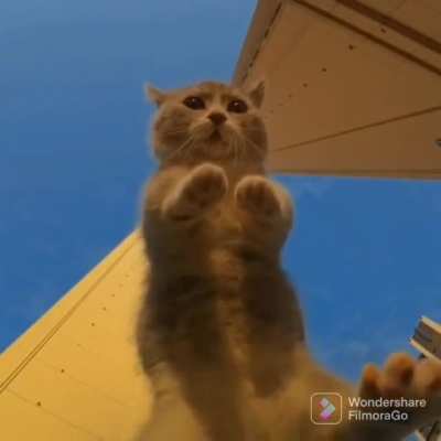 cAt BEiNg aBDuCt bY fUcKIng aLiEnS