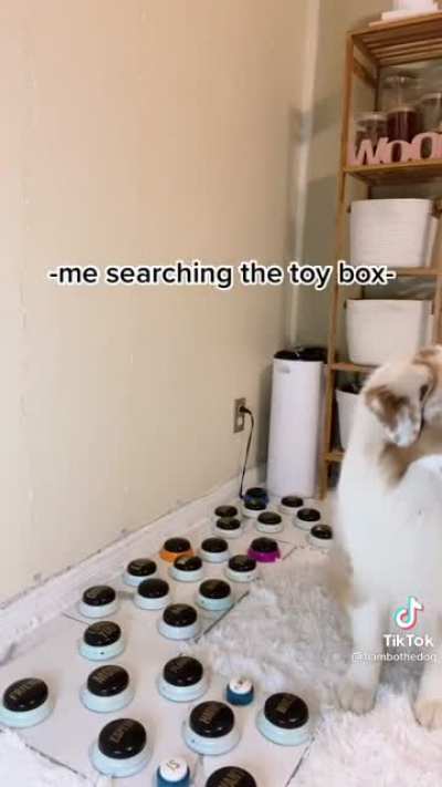 Smart Dog