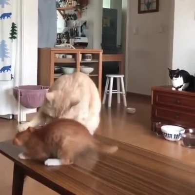 Speak to the paw