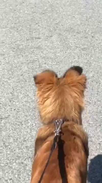 His floppy ears made my day!