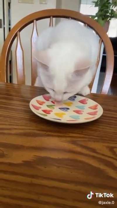 That cat sure loves gabagool.