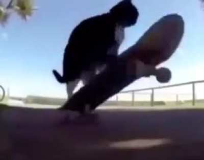 kot