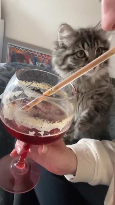 Confused Cat