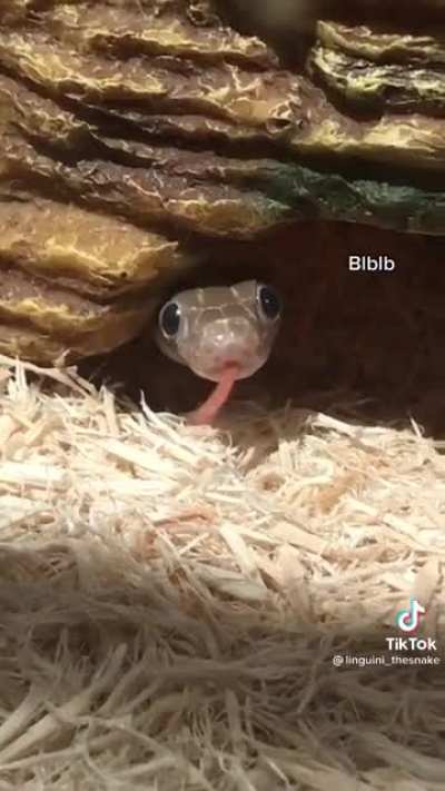 Blblb