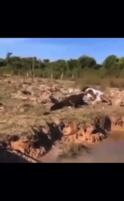 Messing with a crocodile ends how you'd expect