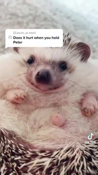 Does it hurt when you hold Peter the hedgehog