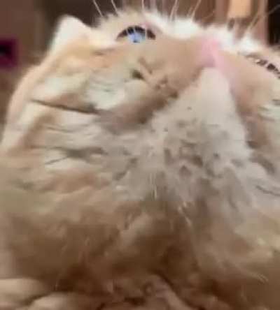 Cat Pug.