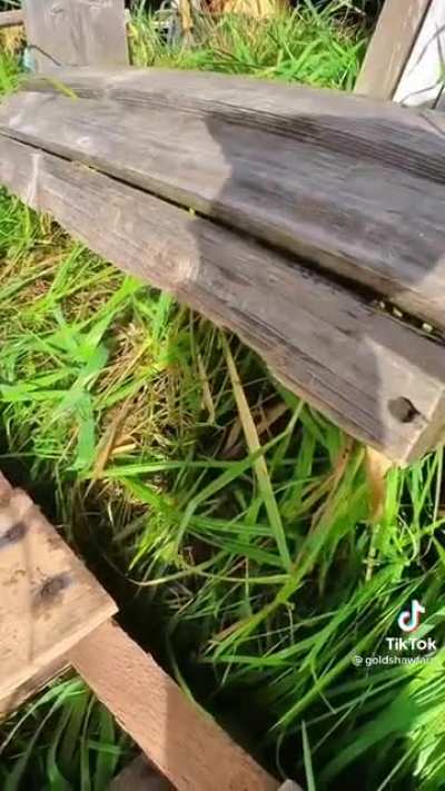 Kitten POV