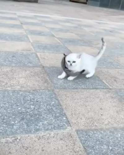 Onward, my cat of war!