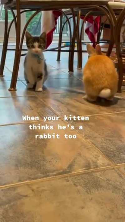 Cabbit