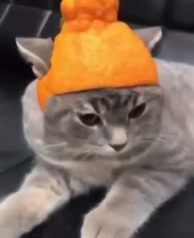 Catange 🐱