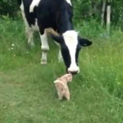 Maggie the cow meets Mia the kitty at Once Upon a Cow sanctuary