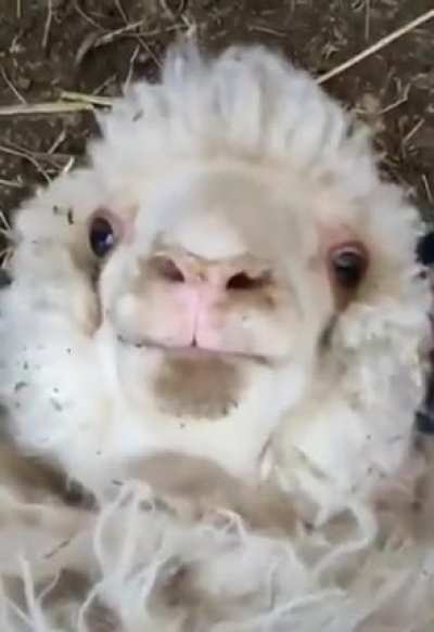 Are animals accepted here?