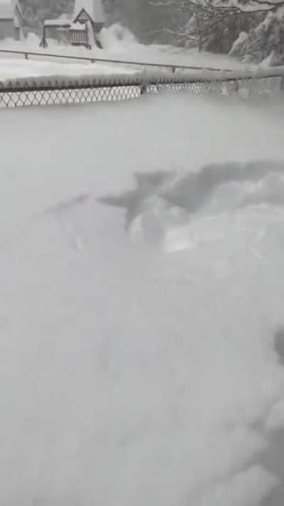 Snow Doggo