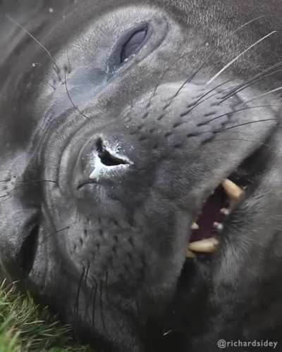 Southern Elephant Seals
