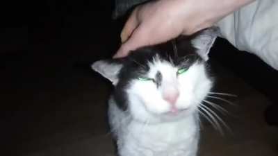 So, how is everyone's 2AM going? (my blind granny cat Jinx, age 20)